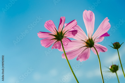 Pink Cosmos and sky