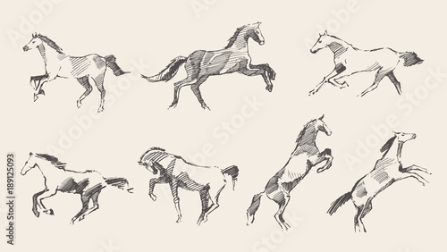 Set hand drawn horses vector illustration sketch