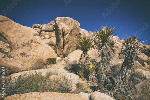 Joshua Tree