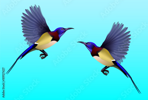 A male of Black-throated Sunbird flying in the sky