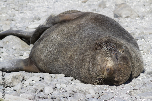 Sleeping male of northern fur seals sleeping on the beach near the rookery of marine mammals