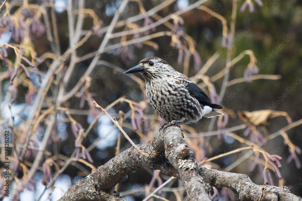 Spotted nutcracker sitting on a branch in a Kamchatka forest in the autumn day Spotted nutcracker sitting on a branch in a Kamchatka forest in the autumn day
