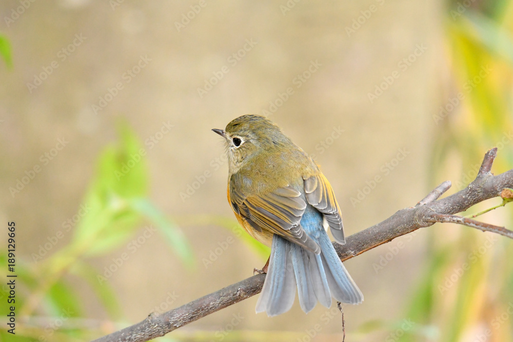 Fototapeta premium ルリビタキ メス