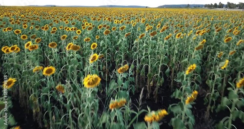 Sunflowers amongst a field in the afternoon in Nobby, Toowoomba Region, Queensland.
