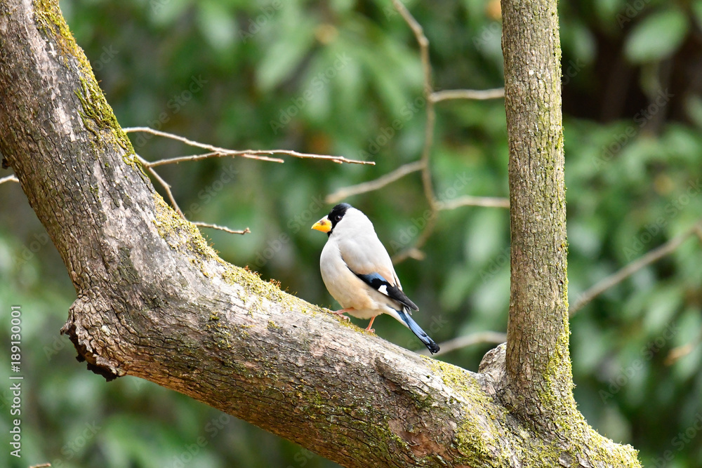 Naklejka premium イカルの群れ