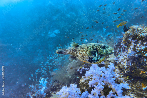 blowfish underwater in similan islands