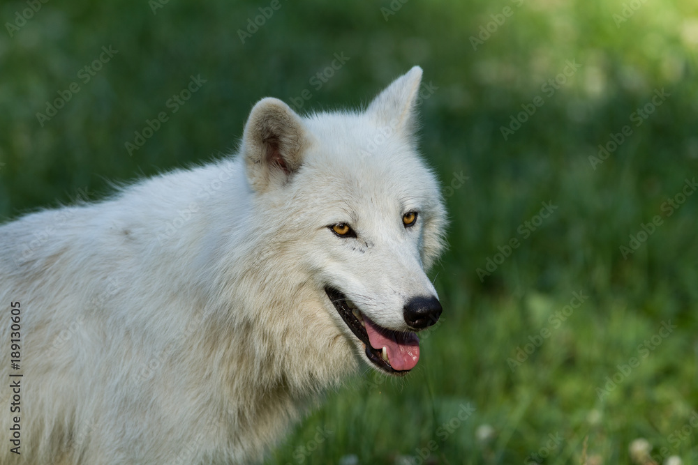 Fototapeta premium White Wolf Animal