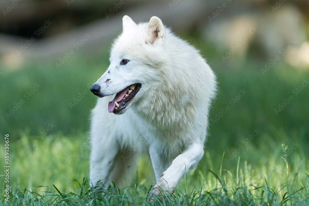 Obraz premium White Wolf Animal