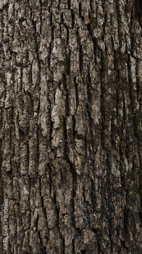 Tree bark texture