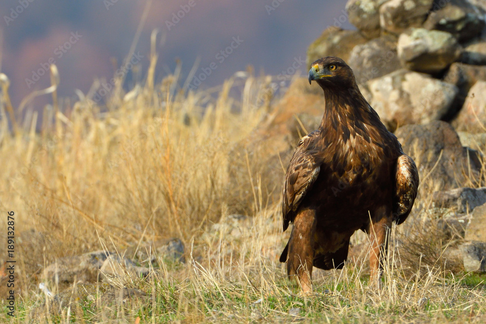 Obraz premium Golden Eagle Sitting on the Ground
