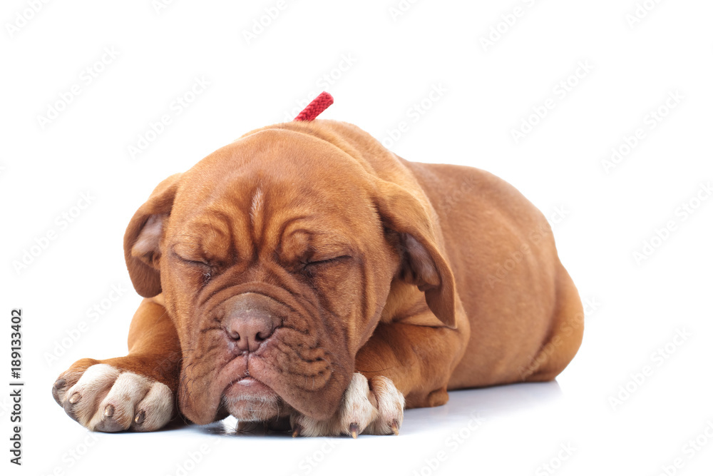 little french mastiff puppy is sleeping