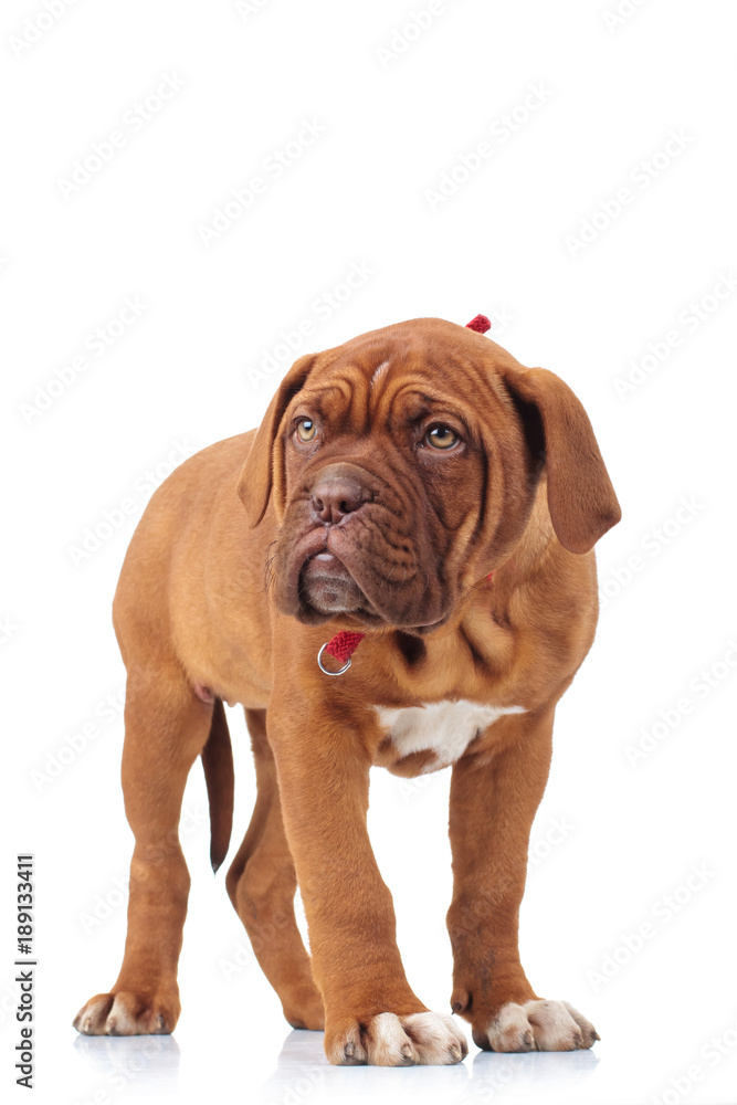 adorable french mastiff puppy standing