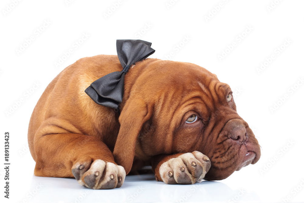 tired dogue de brdeaux puppy wearing bowtie is resting