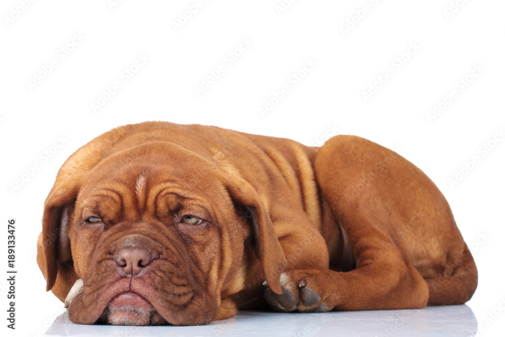 side view of a tired french mastiff puppy side view of a tired french mastiff puppy