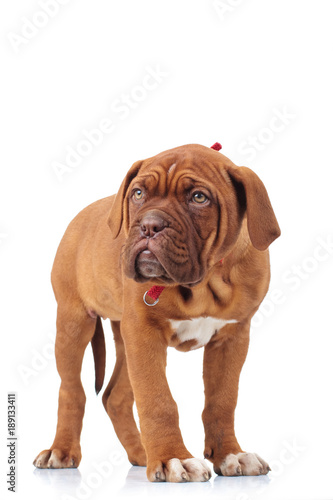 adorable french mastiff puppy standing