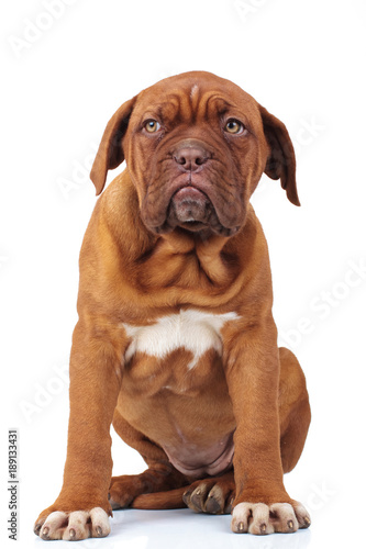 cute french mastiff puppy dog sitting