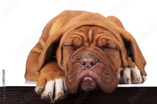 adorable little french mastiff puppy is sleeping © Viorel Sima