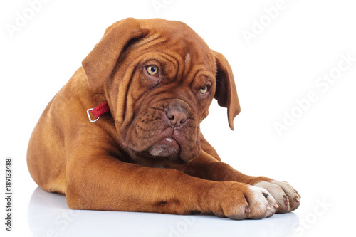 amazed or shocked french mastiff puppy dog