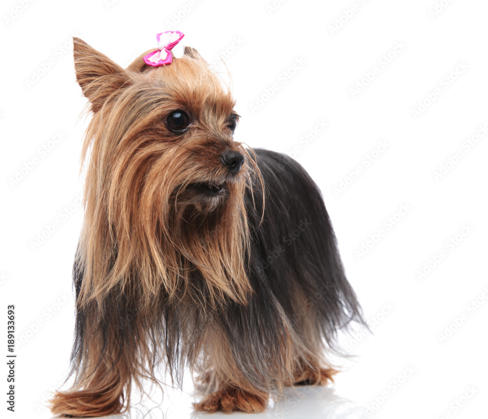 female yorkshite terrier standing and looking to side female yorkshite terrier standing and looking to side
