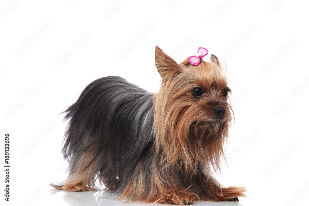 cute little yorkshire terrier lyig down on its front paws cute little yorkshire terrier lyig down on its front paws
