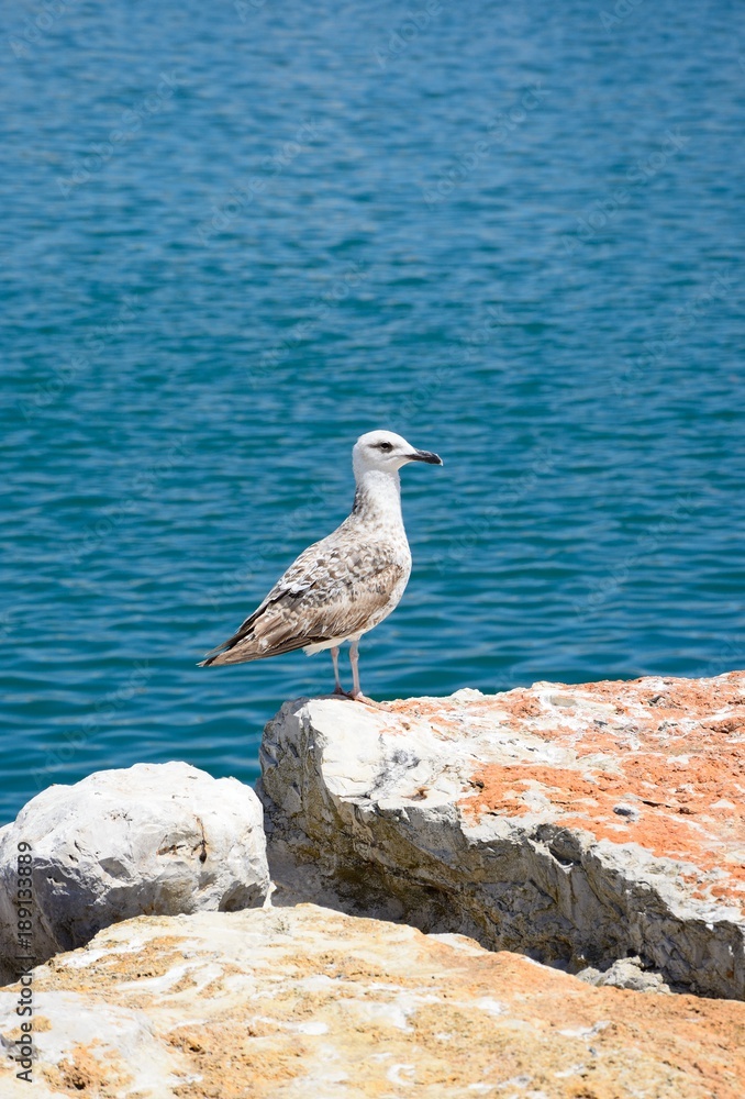 Fototapeta premium Seagull sitting on a rock with the ocean to the rear, Vilamoura, Portugal.