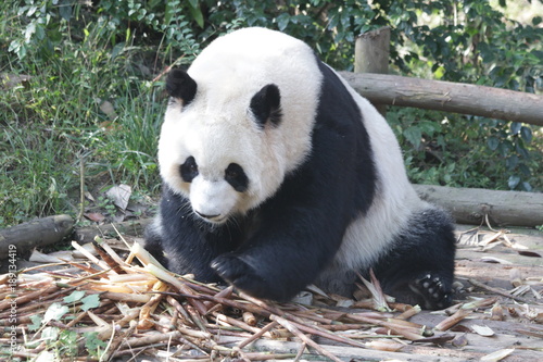 Fototapeta Naklejka Na Ścianę i Meble -  Close-up Giant Panda's Face, Chengdu Panda Base