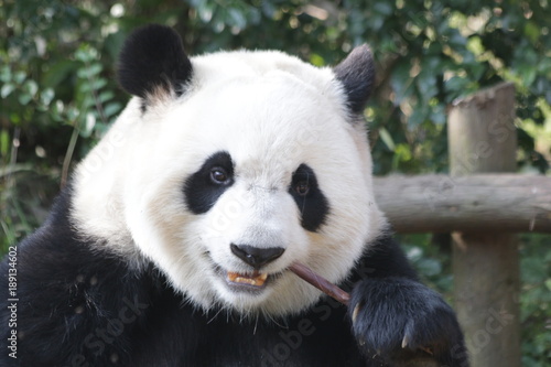Close-up Giant Panda's Face, Chengdu Panda Base © foreverhappy