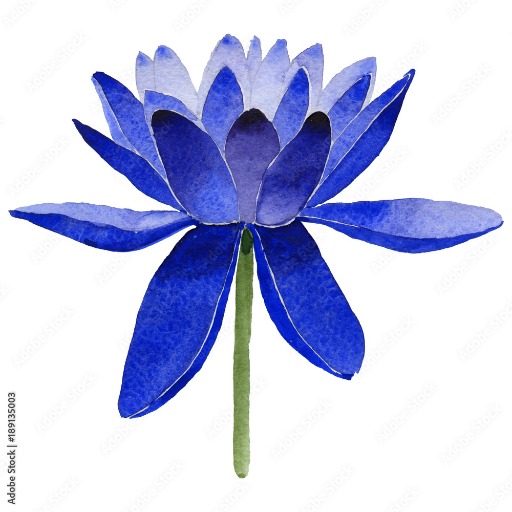 Wildflower lotus flower in a watercolor style isolated. Full name of the  plant: lotus. Aquarelle wild flower for background, texture, wrapper  pattern, frame or border. Stock Illustration | Adobe Stock
