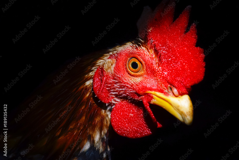 Portrait Of A Rooster's Head. Isolated Over Black Background. 