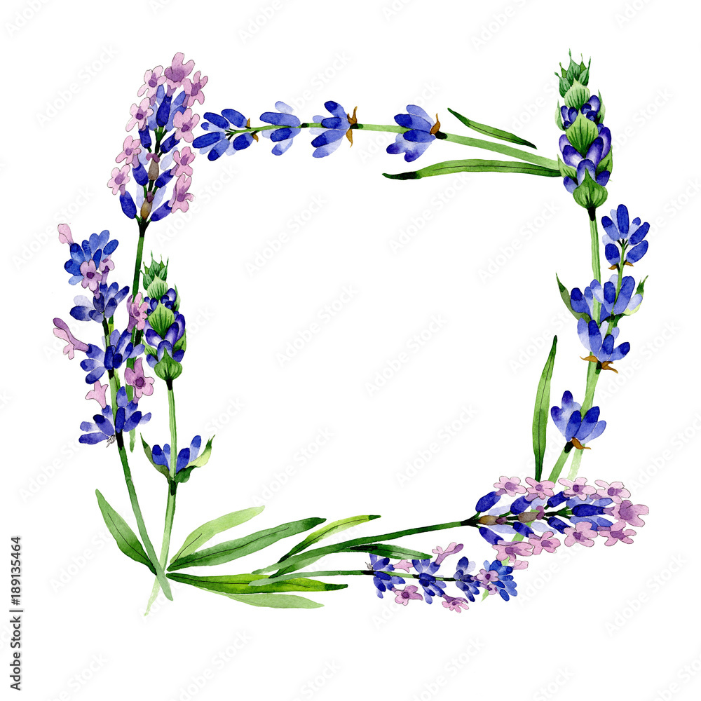 Wildflower lavender flower frame in a watercolor style. Full name of the plant: lavender. Aquarelle wild flower for background, texture, wrapper pattern, frame or border.