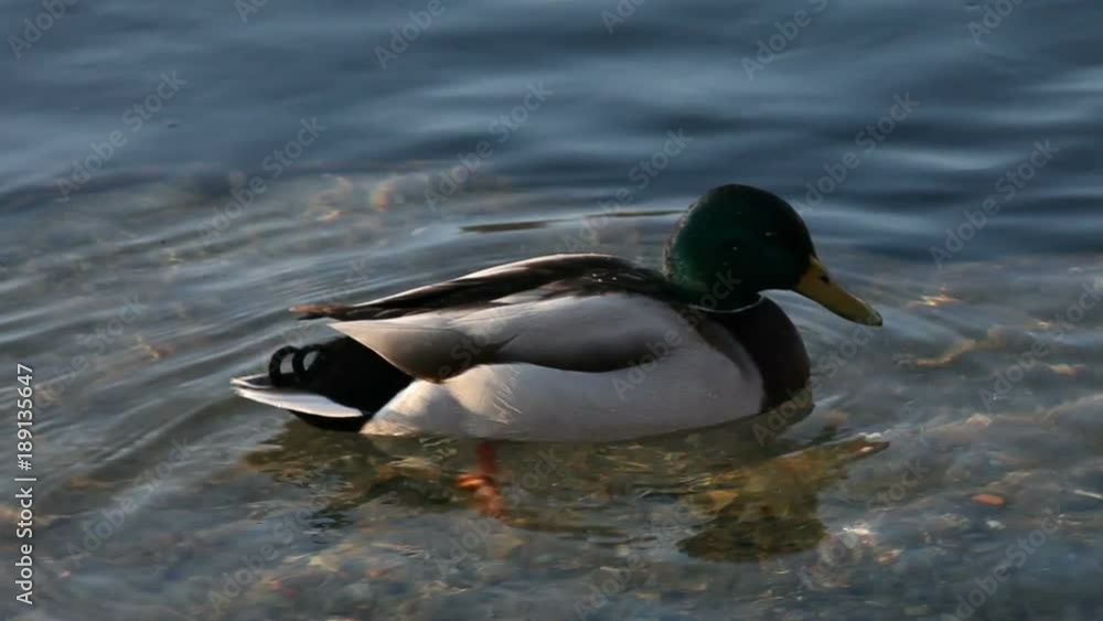 On a cold, sunny December day, some mallards (Anas platyrhynchos) are swimming in the icy waters of the river Ticino, in Italy. On a cold, sunny December day, some mallards (Anas platyrhynchos) are swimming in the icy waters of the river Ticino, in Italy.