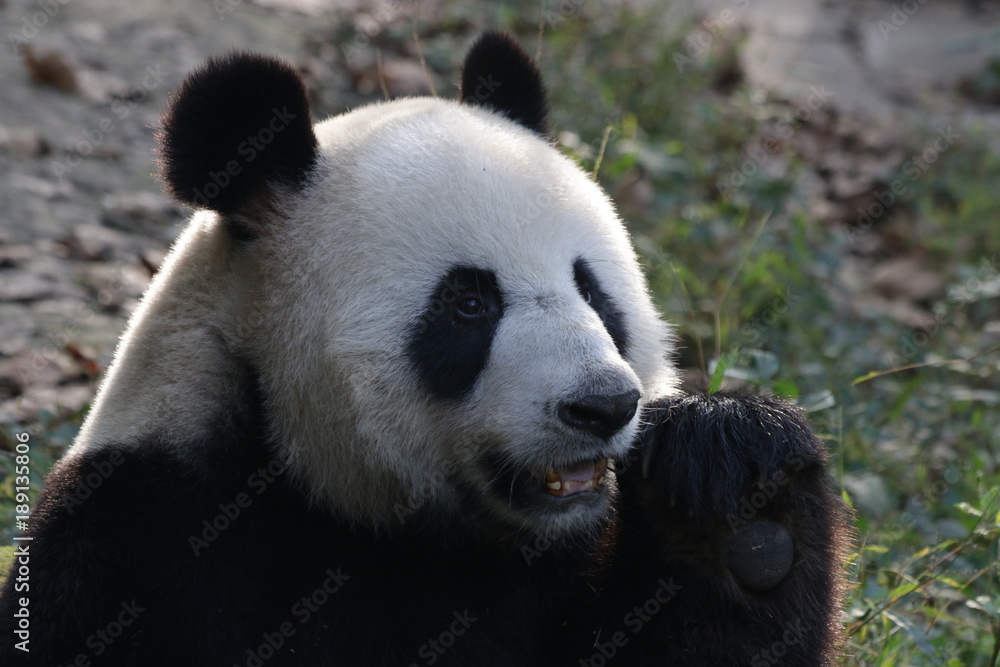 Fototapeta premium Giant Panda in Chengdu Panda Base