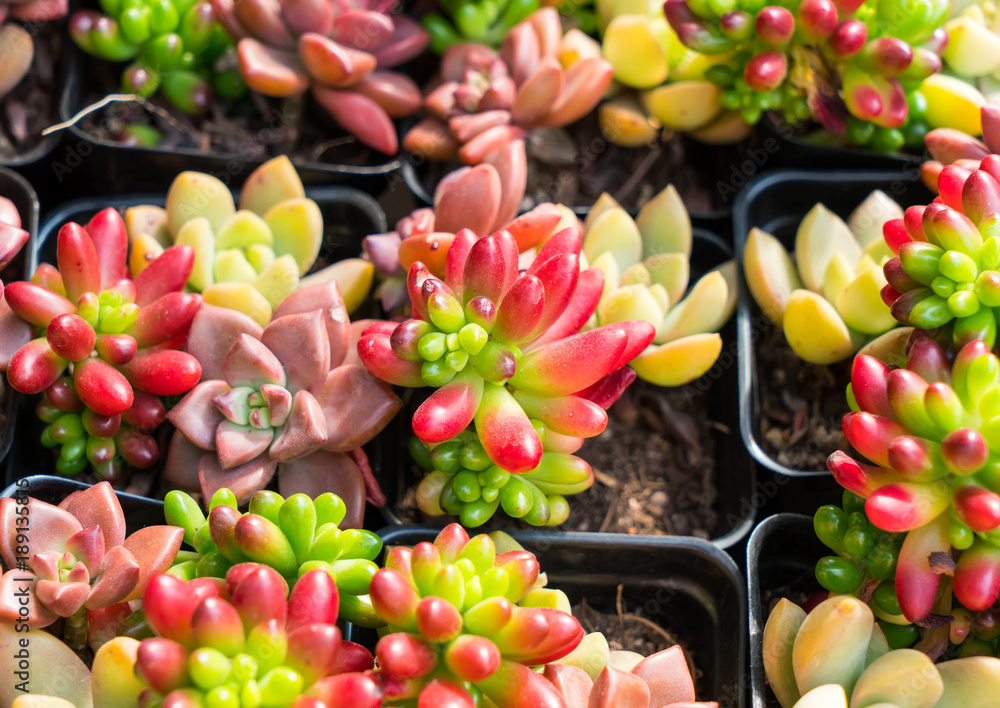 Miniature succulent plants in garden Miniature succulent plants in garden