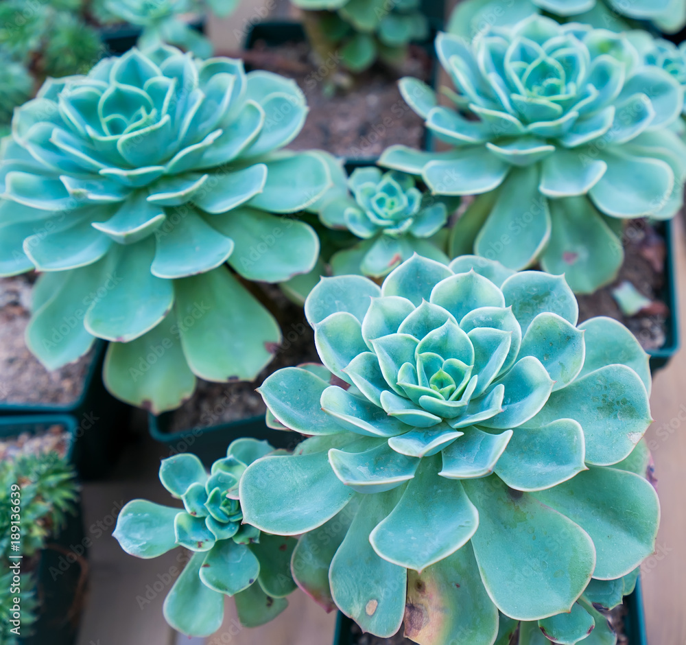 Miniature succulent plants in garden Miniature succulent plants in garden