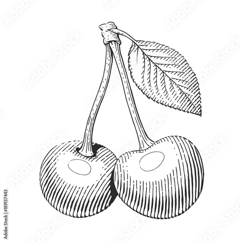 Couple cherries with leaf fruit in etching style. Vegetarian