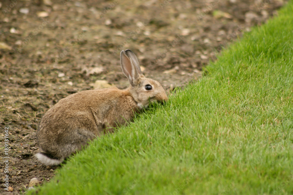 small brown rabbit eats green grass on the field small brown rabbit eats green grass on the field