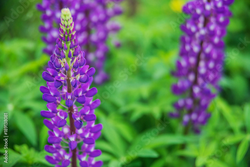 Blooming lupine flowers. A field of lupines. Sunlight shines on plants. Violet spring and summer flowers. Gentle warm soft colors, blurred background.