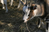 brown goat with small horns and a collar eating hay
