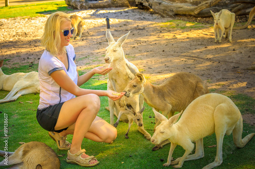 Encounter with a group of kangaroos. Happy blonde woman feeds Kangaroo and his joey at a park. Female tourist enjoys Australian animals icon of the country. Whiteman, near Perth, Western Australia.