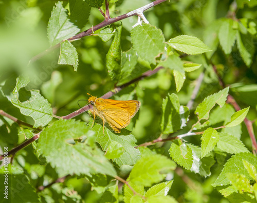 small orange butterfly