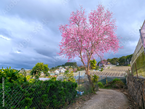 Cherry blossom along the land road leading into the village in the countryside plateau welcome spring