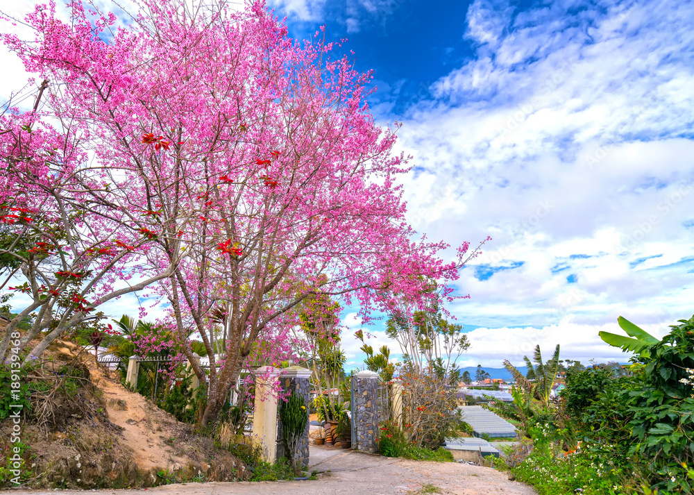 Cherry blossom along the land road leading into the village in the countryside plateau welcome spring Cherry blossom along the land road leading into the village in the countryside plateau welcome spring