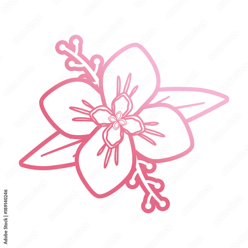 pink flower design vector illustration pink flower design vector illustration