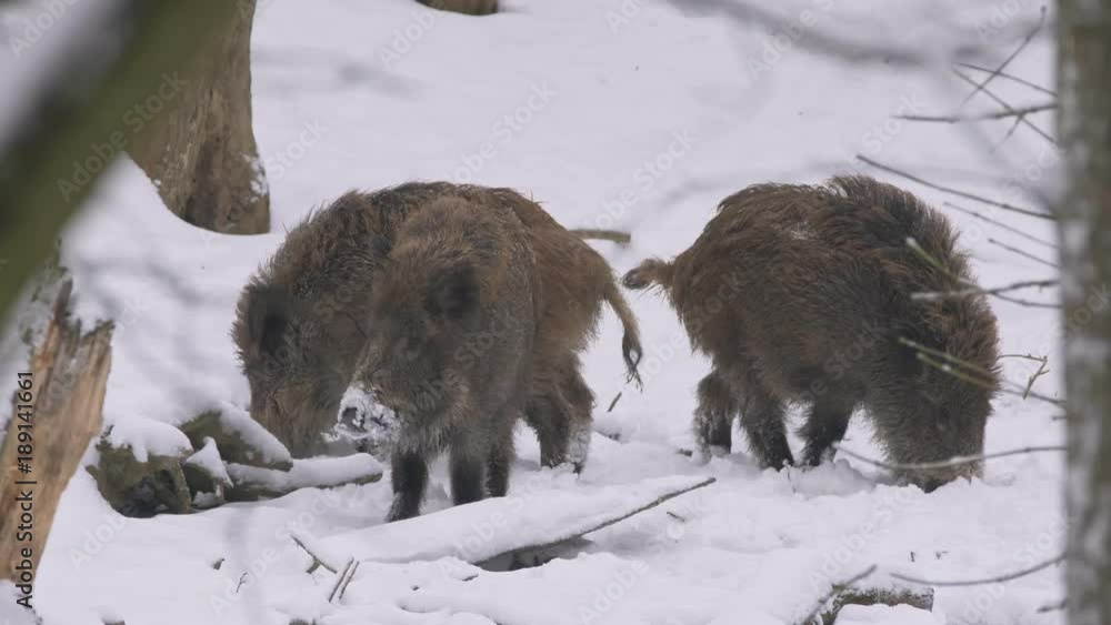 Wild boar (Sus scrofa) in winter forest Wild boar (Sus scrofa) in winter forest