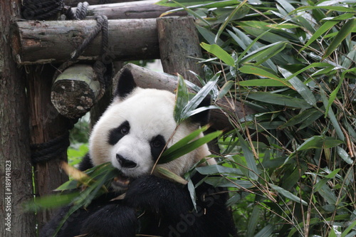 Fototapeta Naklejka Na Ścianę i Meble -  Giant Panda in Chengdu Panda Base