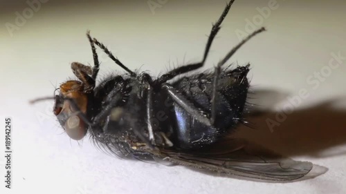 dying fly, close-u