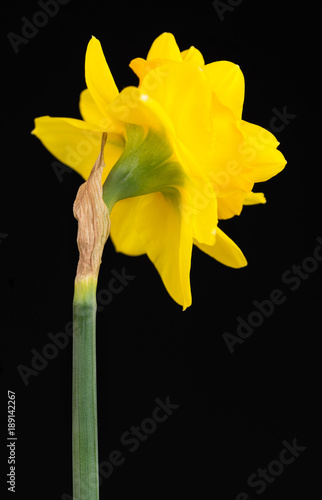 Fototapeta Naklejka Na Ścianę i Meble -  Bright spring narcissus