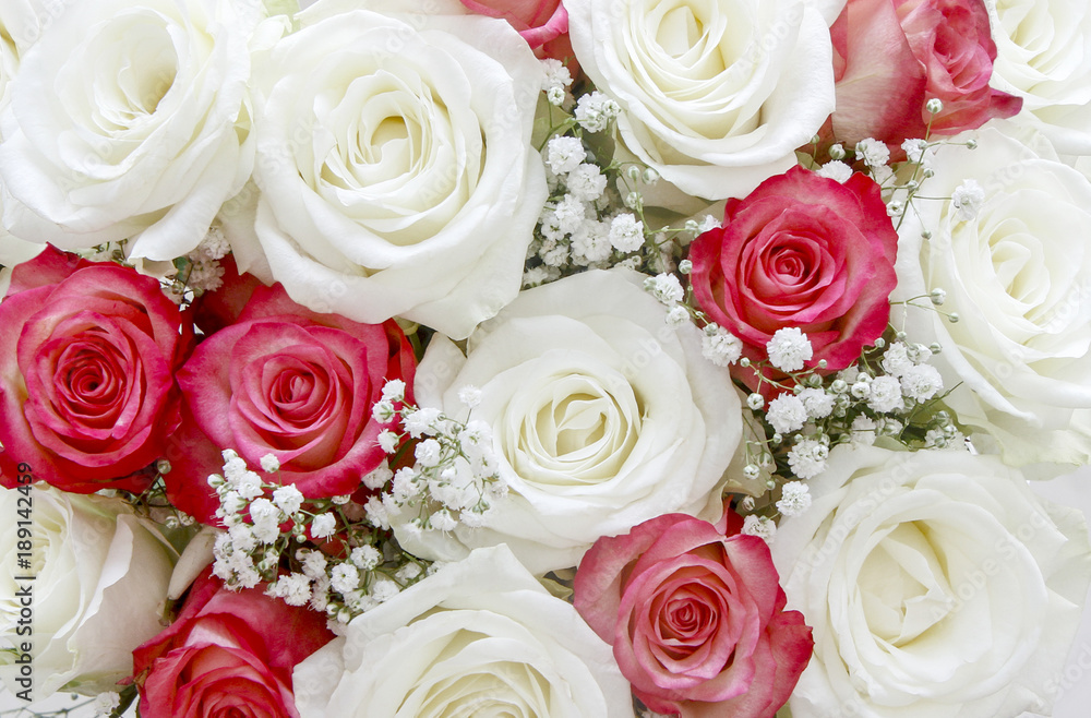 Background of roses Background of roses