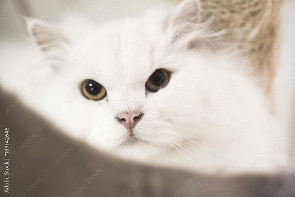 white Persian cat