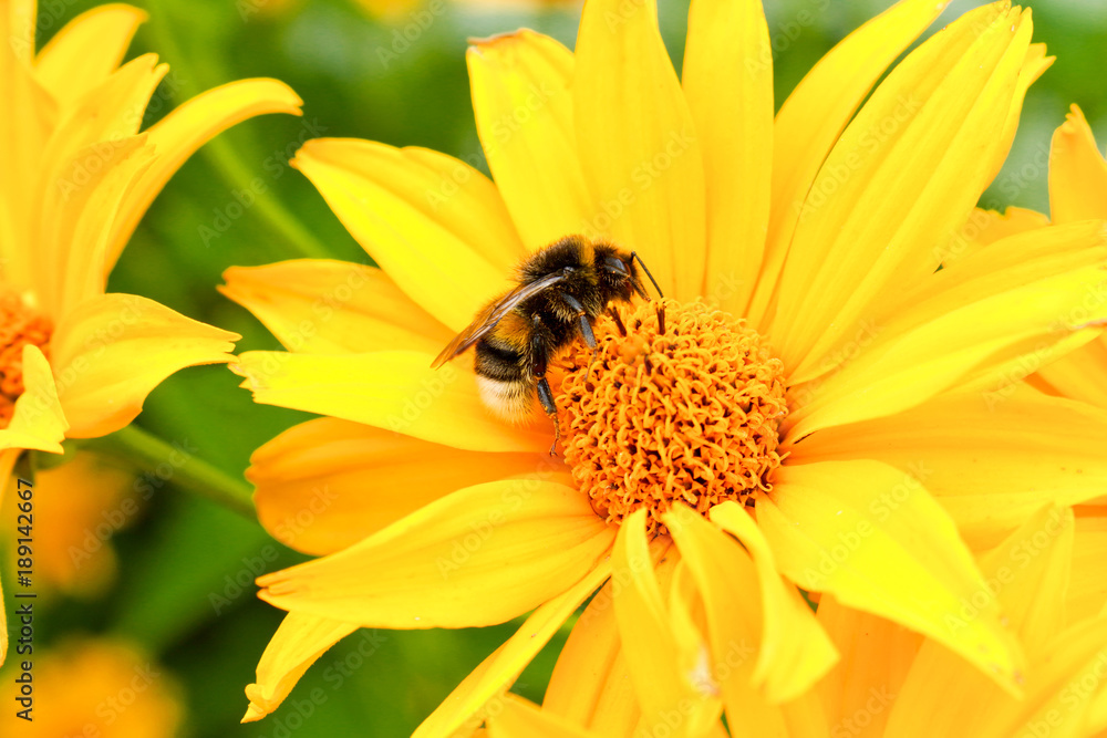 Bumblebee collects nectar on a yellow flower in the garden. Bumblebee closeup. Bumblebee collects nectar on a yellow flower in the garden. Bumblebee closeup.
